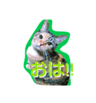 りあるミロニャンコ2（個別スタンプ：21）