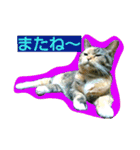 りあるミロニャンコ2（個別スタンプ：23）