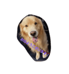 Golden Retriever Alexstamp.（個別スタンプ：2）