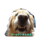 Golden Retriever Alexstamp.（個別スタンプ：3）