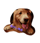 Golden Retriever Alexstamp.（個別スタンプ：5）