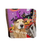 Golden Retriever Alexstamp.（個別スタンプ：6）