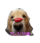 Golden Retriever Alexstamp.（個別スタンプ：9）