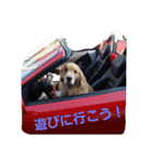 Golden Retriever Alexstamp.（個別スタンプ：11）