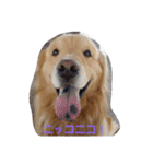 Golden Retriever Alexstamp.（個別スタンプ：12）