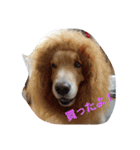 Golden Retriever Alexstamp.（個別スタンプ：13）