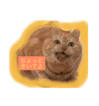 スーニャンスタンプ 2（個別スタンプ：3）