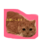 スーニャンスタンプ 2（個別スタンプ：7）