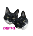 双子の姉妹（個別スタンプ：1）