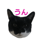 双子の姉妹（個別スタンプ：8）