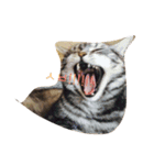TORAMANGO（個別スタンプ：8）