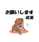 成瀬さん用の名前スタンプ・子犬イラスト（個別スタンプ：1）