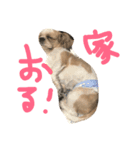 cocoa no iru seikatu（個別スタンプ：6）