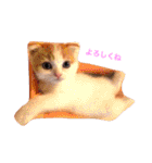 ポムポムファミリー（個別スタンプ：30）
