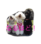 愛犬と子供たちのスタンプ（個別スタンプ：11）