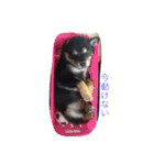 愛犬と子供たちのスタンプ（個別スタンプ：39）