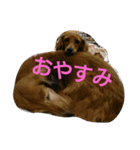 くぅくぅくぅ（個別スタンプ：1）
