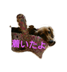 くぅくぅくぅ（個別スタンプ：12）