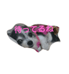 くぅくぅくぅ（個別スタンプ：13）
