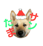 CHRISTMAS＆HAPPYNEWYEAR（個別スタンプ：12）