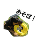 ピットブル  TOC（個別スタンプ：6）