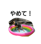 ピットブル  TOC（個別スタンプ：8）