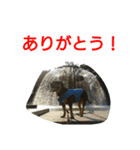ピットブル  TOC（個別スタンプ：15）