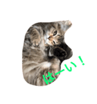 ねこんぷ1（個別スタンプ：2）