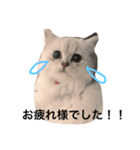 ねこんぷ1（個別スタンプ：5）