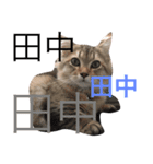 ねこんぷ1（個別スタンプ：7）