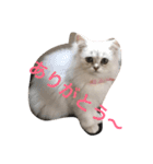 ねこんぷ1（個別スタンプ：8）