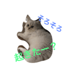 ねこんぷ1（個別スタンプ：10）