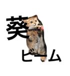 ねこんぷ1（個別スタンプ：11）