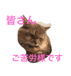 ねこんぷ1（個別スタンプ：12）