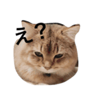 ねこんぷ1（個別スタンプ：13）
