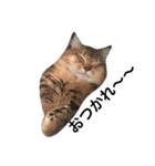 ねこんぷ1（個別スタンプ：14）