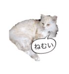 ジルロン（個別スタンプ：7）