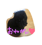スタンダードプードル ゆうた（個別スタンプ：5）