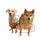 柴犬と白い雑種犬-9（個別スタンプ：10）