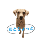 柴犬と白い雑種犬-9（個別スタンプ：14）