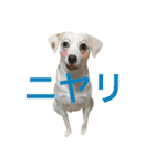 柴犬と白い雑種犬-9（個別スタンプ：18）