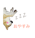 さそみえ2（個別スタンプ：13）
