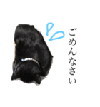 黒猫のネオ（個別スタンプ：6）