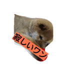 クマ吉くん（個別スタンプ：1）