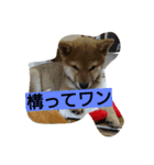 クマ吉くん（個別スタンプ：2）