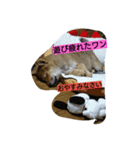 クマ吉くん（個別スタンプ：3）