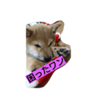 クマ吉くん（個別スタンプ：4）