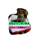 クマ吉くん（個別スタンプ：5）