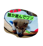 クマ吉くん（個別スタンプ：6）