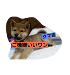 クマ吉くん（個別スタンプ：7）